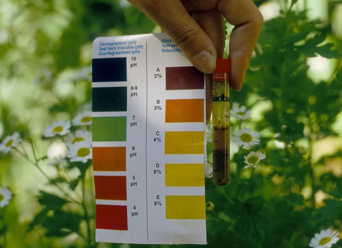 растения индикаторы кислотности почвы. как определить кислотность грунта на участке. как определяется ph почвы. определение кислотности почвы. как определить ph почвы.