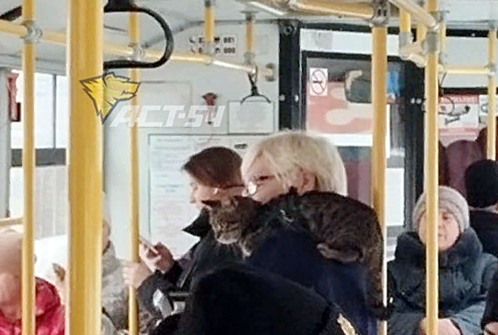 Кондуктор с котом на плече был замечен в автобусе №39 в Новосибирске / Фото: АСТ-54 