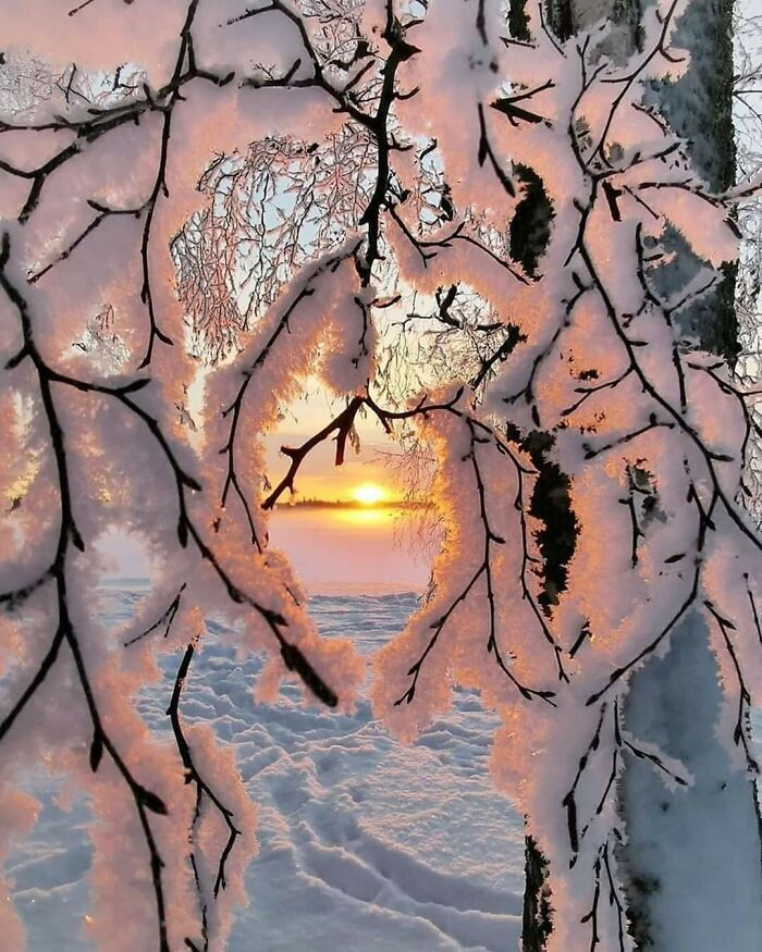 Снег, цепляющийся за ветки дерева, Финляндия. Источник: old.reddit.com/r/oddlysatisfying