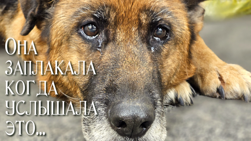 💔 Овчарку списали со службы под усыпление / она заплакала когда все поняла / помогите спасти собаку / нужно дорогое лечение !