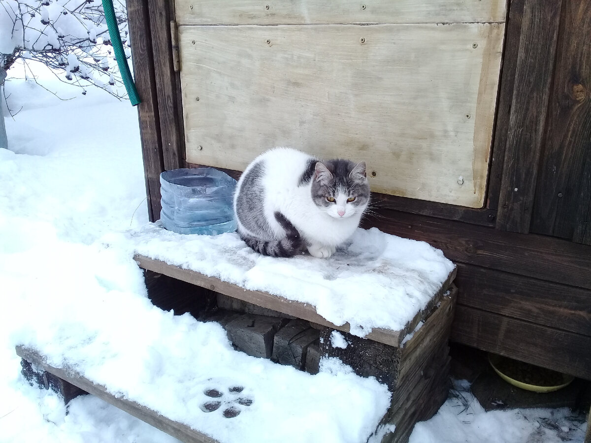 Соня была бродячей дачной кошкой.