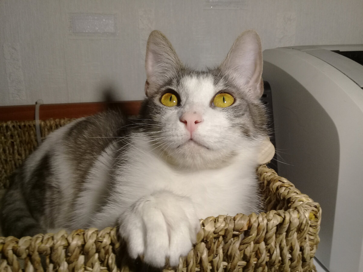 С 2019 года живёт у нас дома.