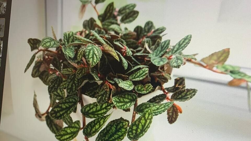    Цветовод назвала самое "живучее" растение© News-hub VS