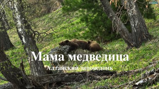 Медведица кормит медвежат молоком в дикой природе