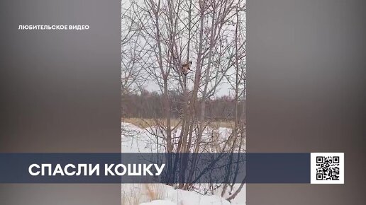 В Нижнекамске ищут новых хозяев для оставленной в лесу домашней кошке