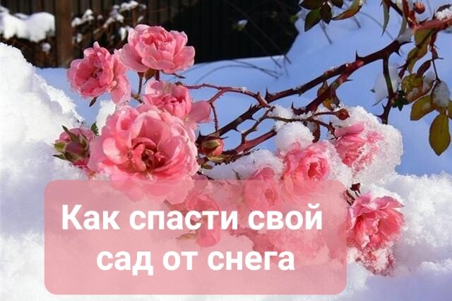   С наступлением зимы, следует подробно разъяснить домочадцам, в особенности мужьям, как правильно убирать снег во дворе, если по краям ваших тропинок и дорожек есть клумбы.