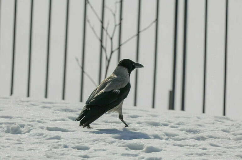   Тимур Ханов/ПГ