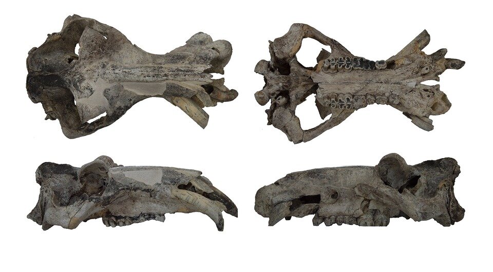   Beniamino Mecozzi et al. / PLoS One, 2023