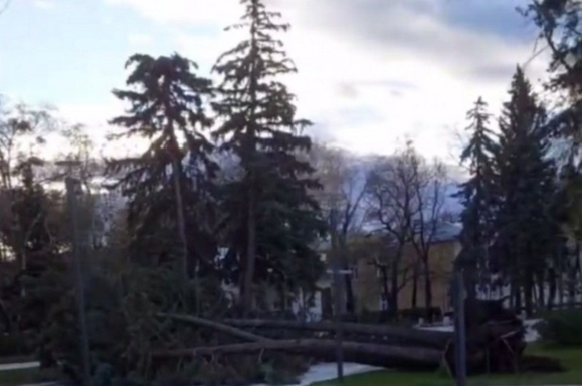    В Ставрополе ветер повалил деревья, дорожные знаки и остановку