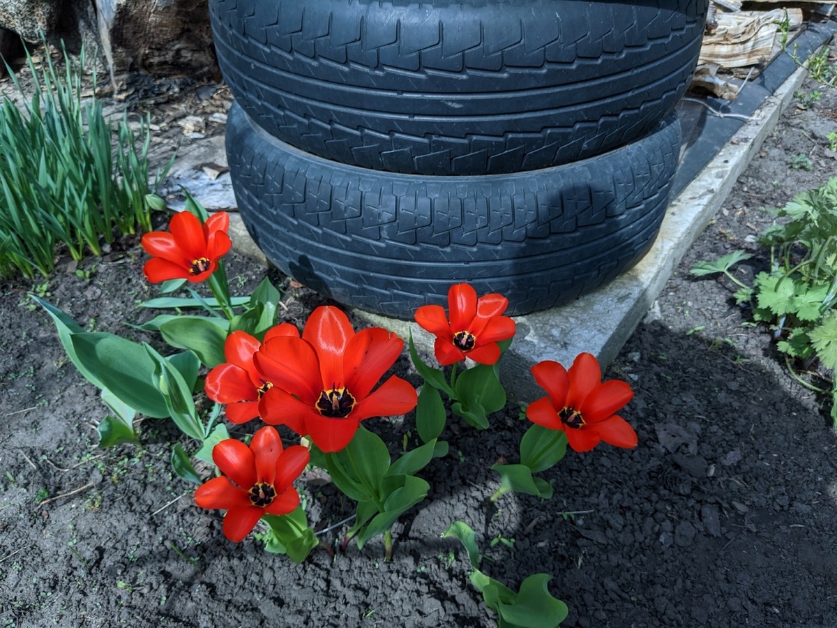 Тюльпаны на фоне колёс