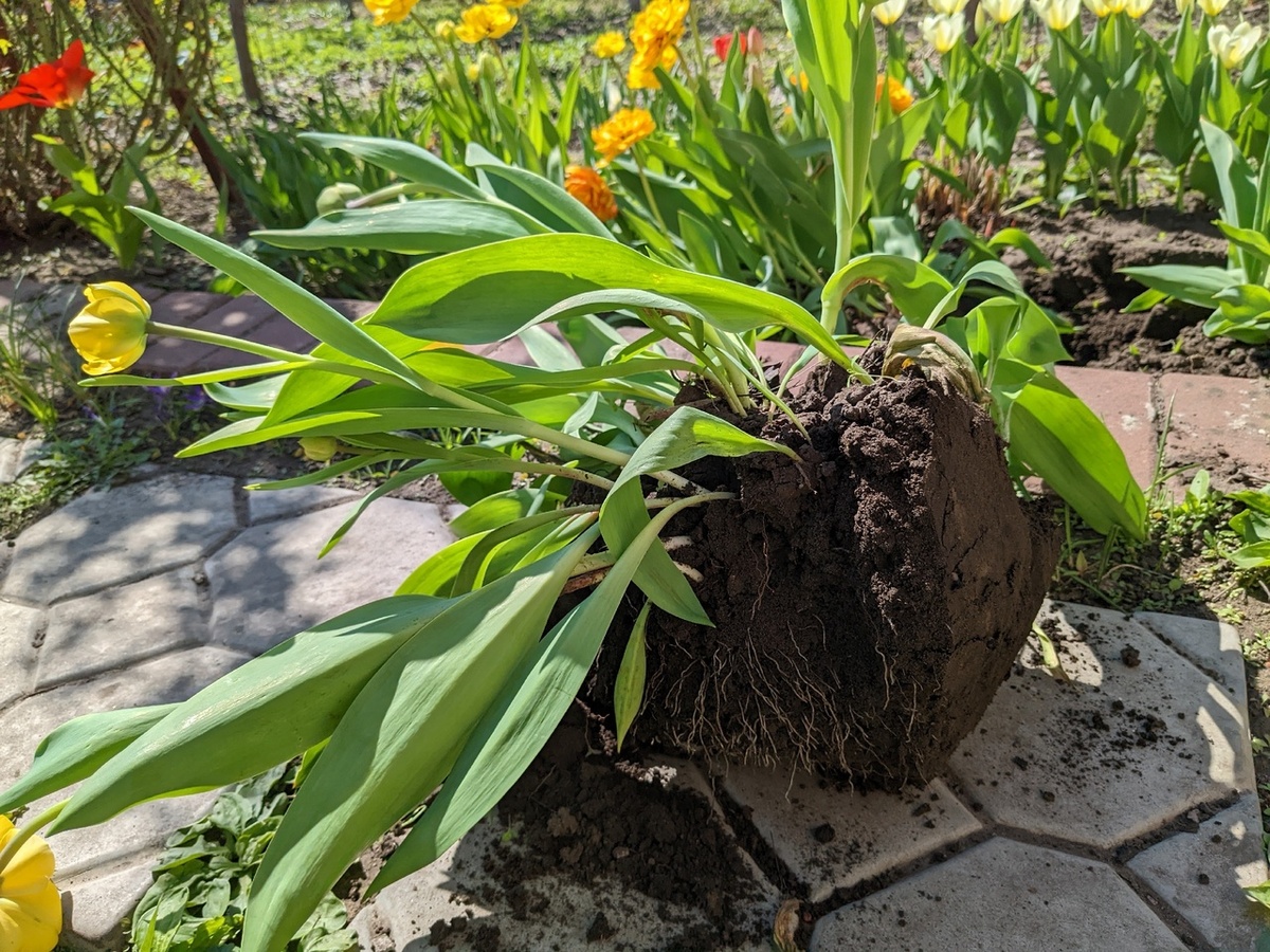 Очередная партия пересадки желтых махровых тюльпанов