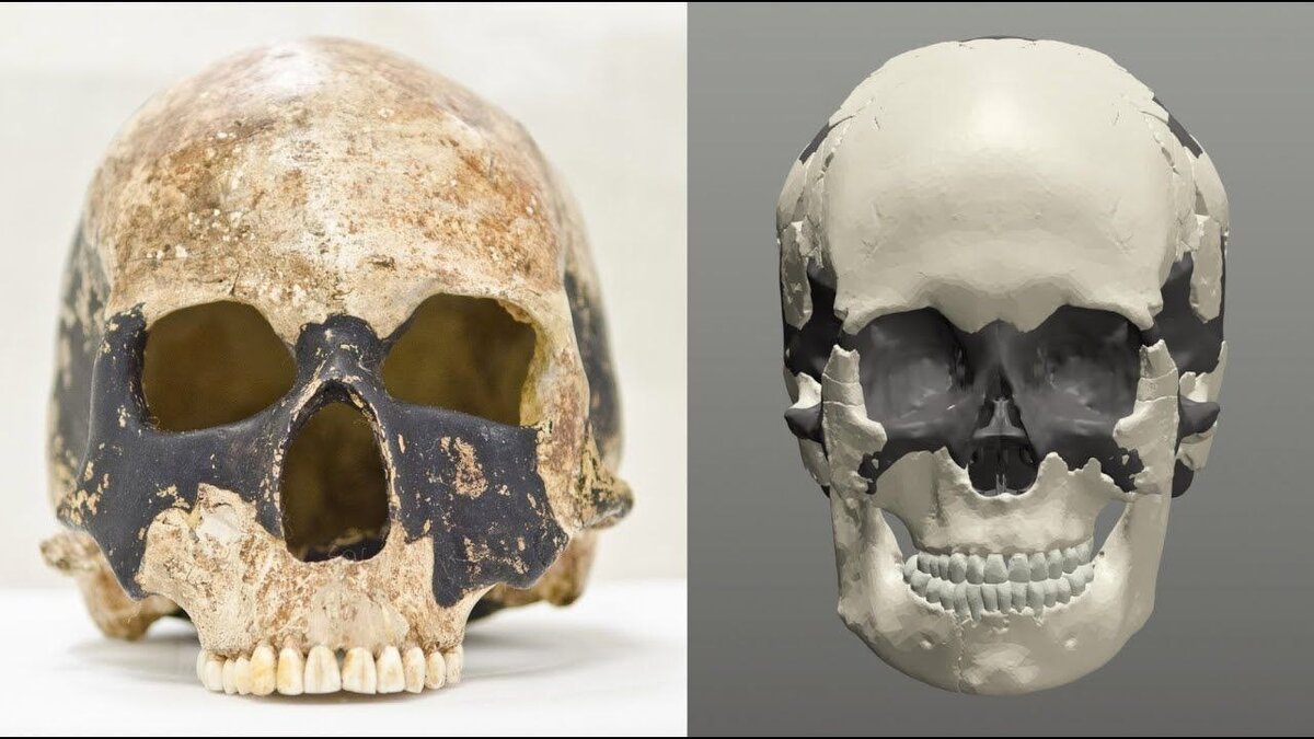 Череп "Мадленской женщины" и его виртуальная реконструкция.