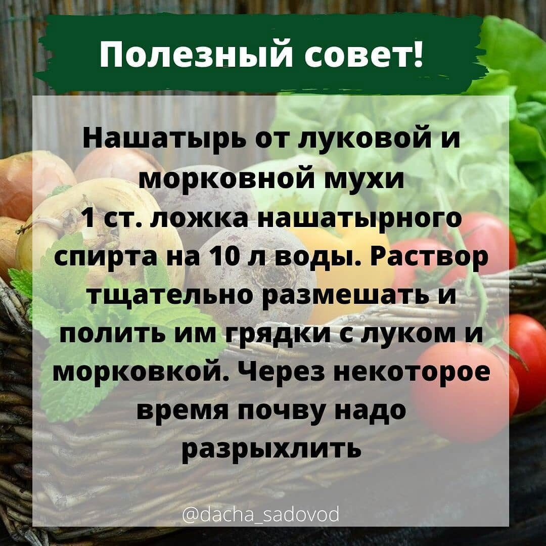 Полезные советы для сада. Дачные полезные советы. Дачные хитрости. Полезные советы огородникам и садоводам. Полезные советы для дачи.