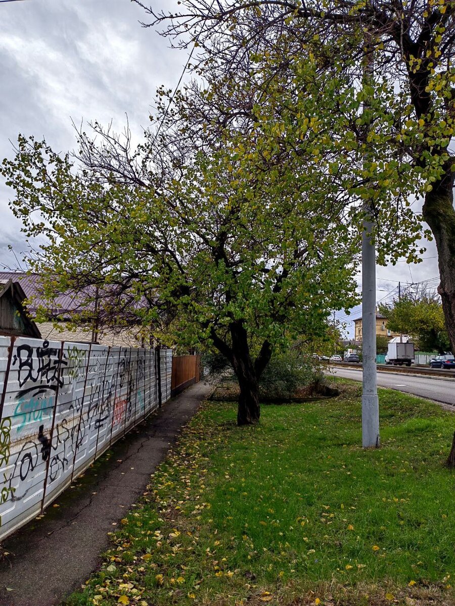 Как могут быть деревья зеленые в конце ноября?)