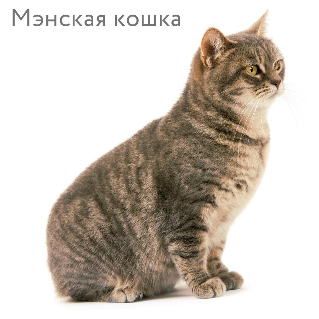 Выбор породы кошки для квартиры: факторы, которые стоит учесть