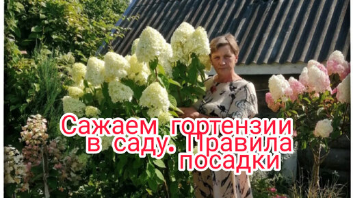 Посадка гортензий . Как заправить посадочную яму, что бы гортензия росла долго и цвета красиво. Выращиваем мощные кусты на своём участке