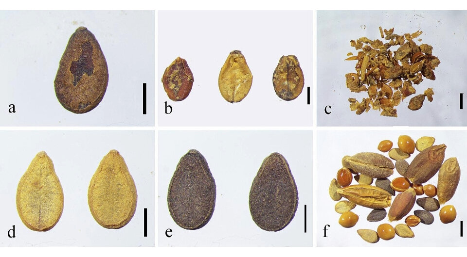   Tao Chen et al. / Journal of Archaeological Science: Reports, 2024