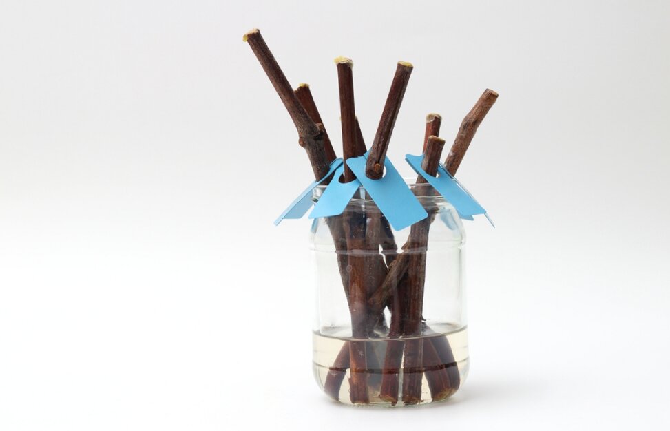 Процесс укоренение черенков