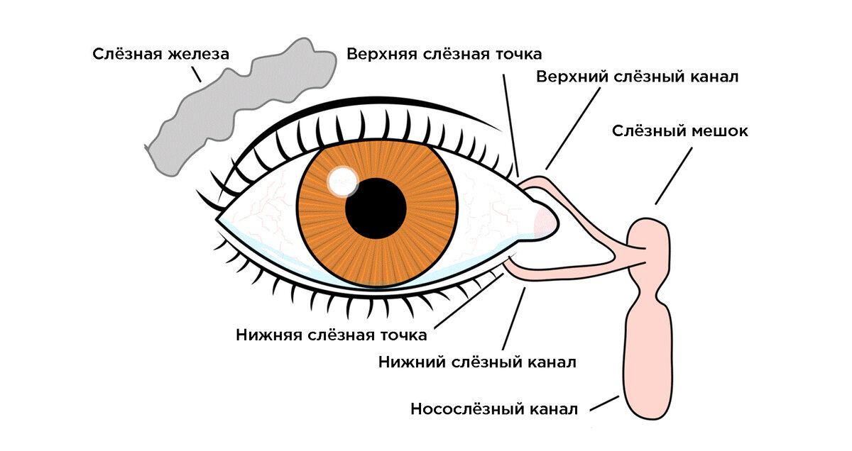 Морозная погода вызывает сужение слезных каналов и провоцирует их спазм. 