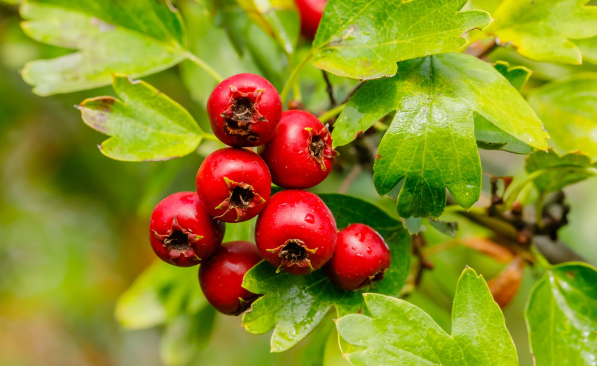 Боярышники экологически важны для дикой природы