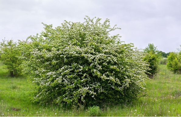 Боярышник обыкновенный растет преимущественно крупным кустарником на лугах и по опушкам леса