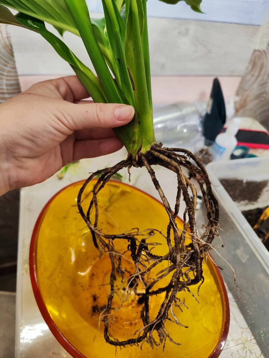 Корень макушки