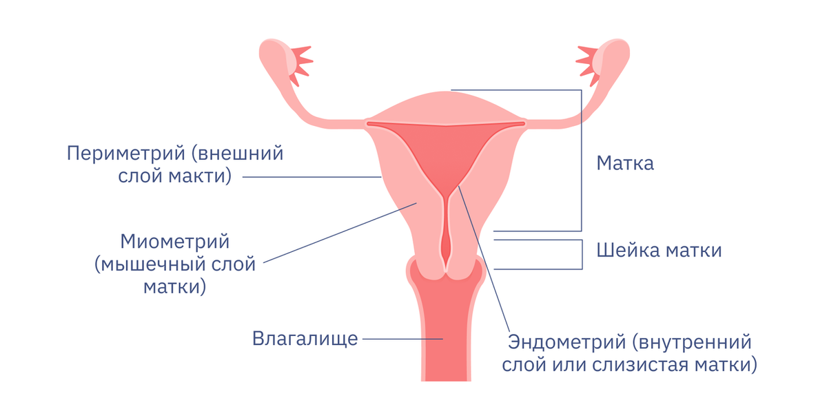 Гипертонус матки — 17 ответов | форум Babyblog