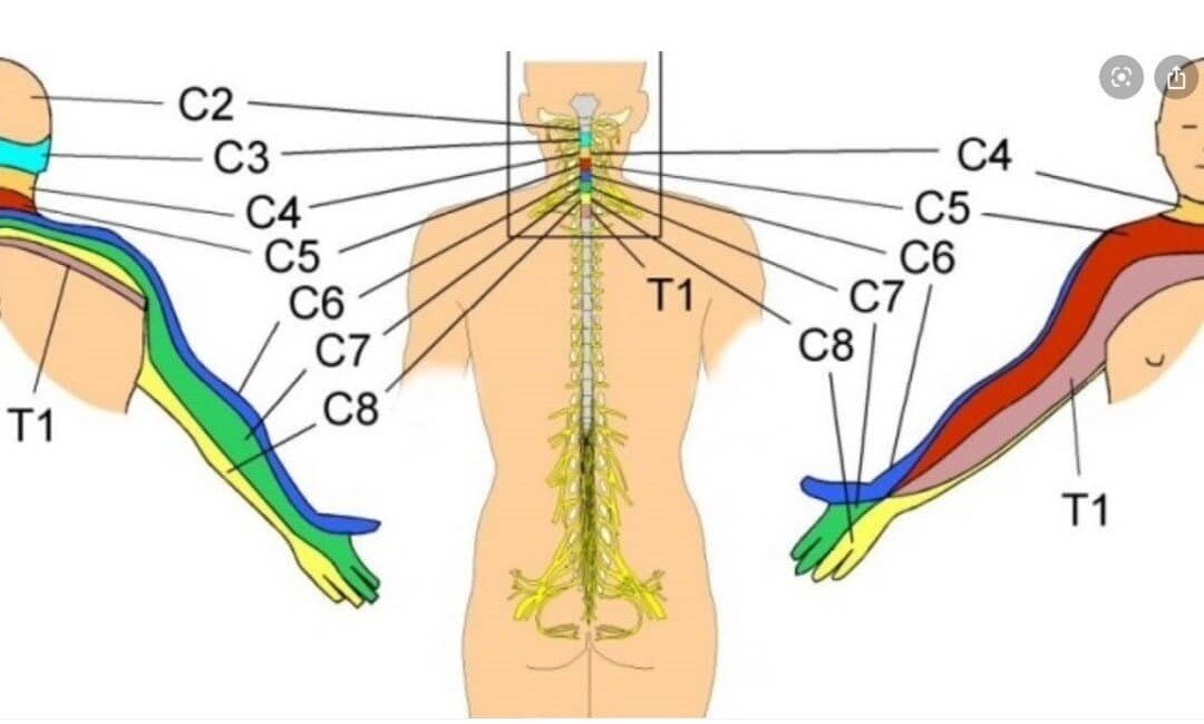Иннервация шейного отдела позвоночника схема