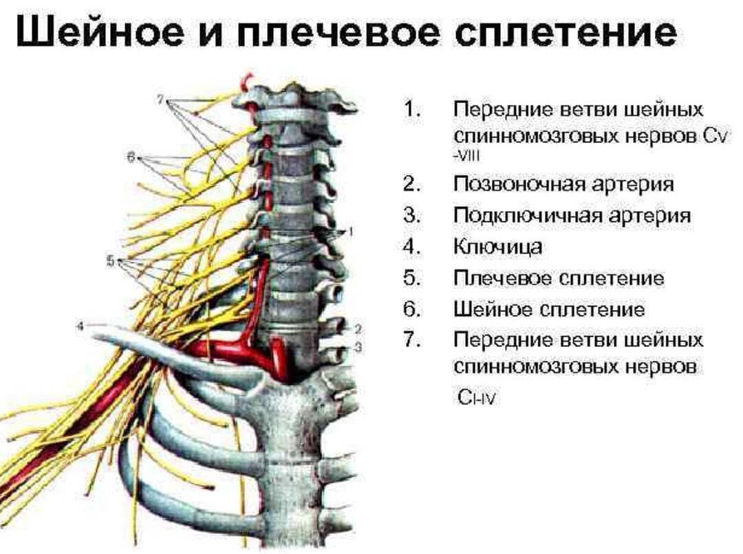 Иннервация шейного отдела позвоночника схема