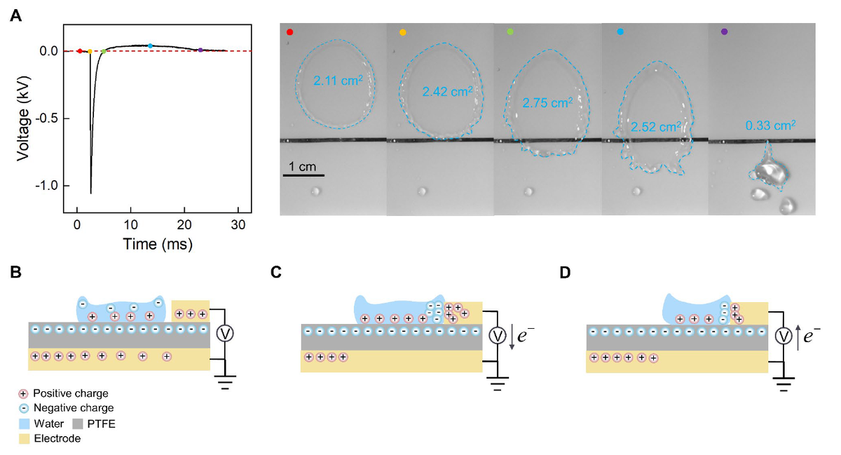   Luxian Li et al. / Science Advances, 2023