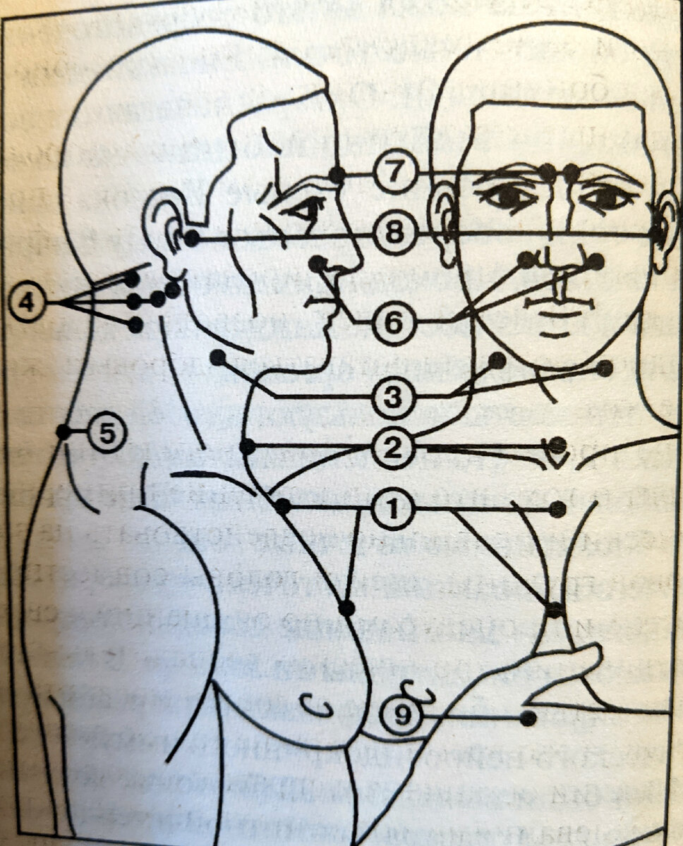 Девять биоактивных точечных зон профессора А.А. Уманской