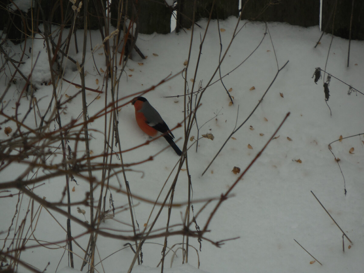 Снегирь-красавчик!