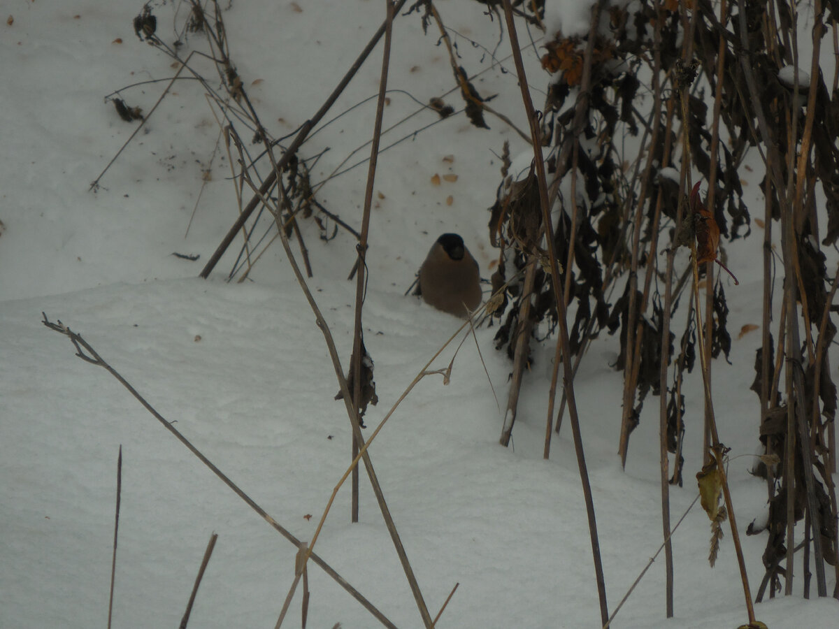 Его подружка
