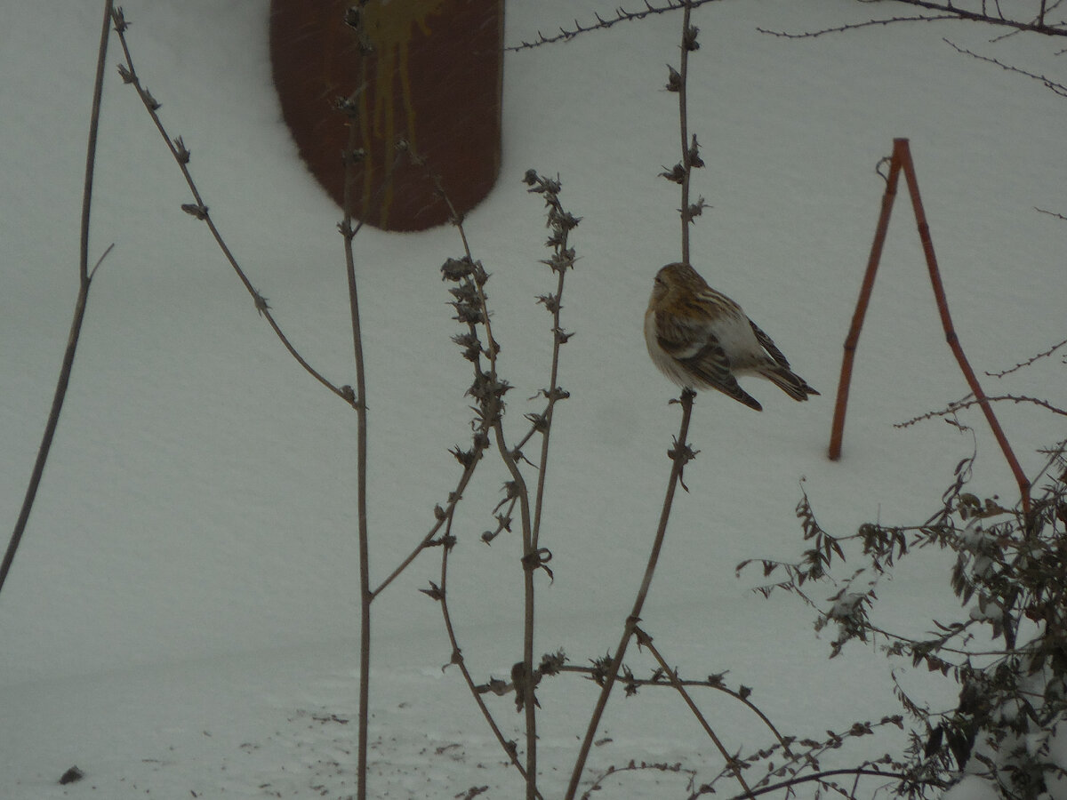 Что за пичужка?