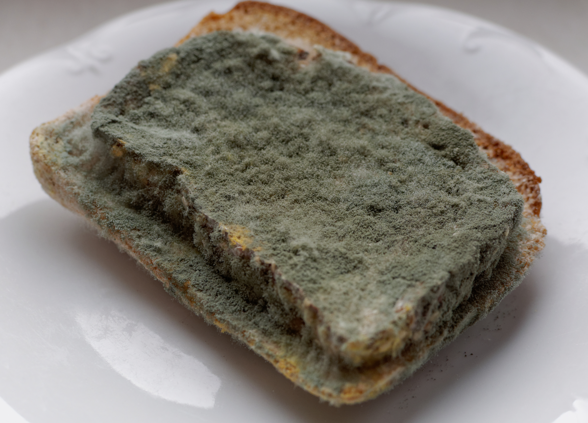Плесневые грибы на хлебе. Плесень на хлебе. Черная плесень на хлебе. Серая плесень на хлебе. Зеленая плесень на хлебе.