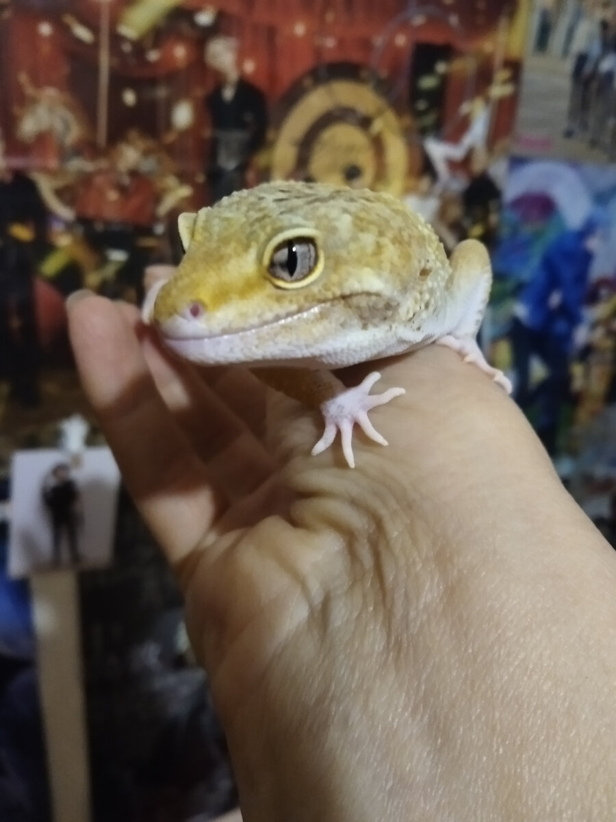 Красотка не правда ли?