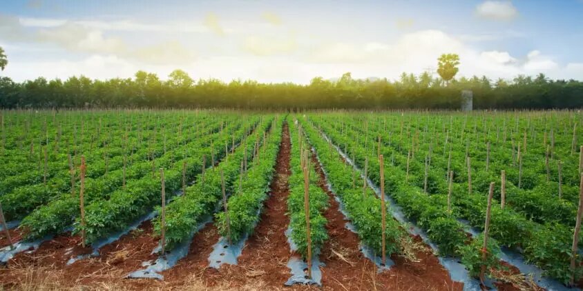 словия выращивания томатов