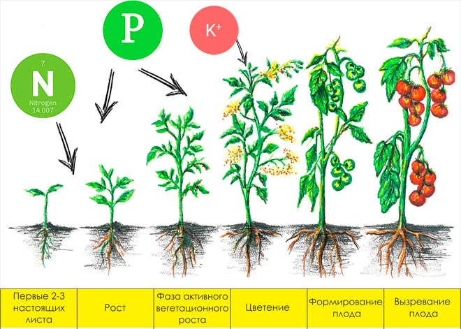Томаты фазы подкормки. Схема подкормки томатов. Схема удобрения рассады томатов. Схема подкормки тепличных томатов. Схема подкормки рассады помидор.