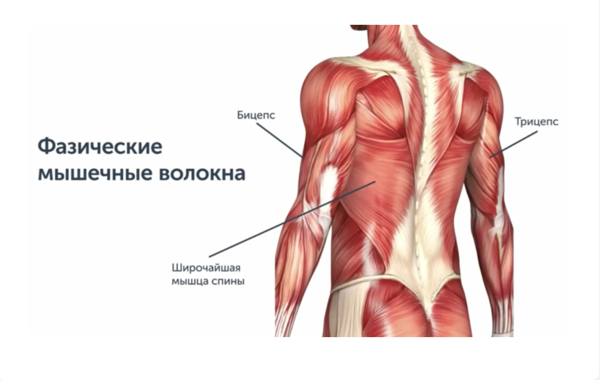 Самая сильная мышца