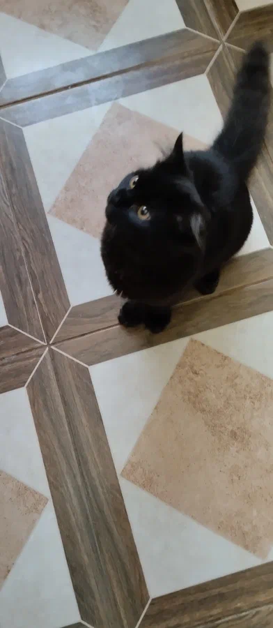 Анфиса всегда рядом