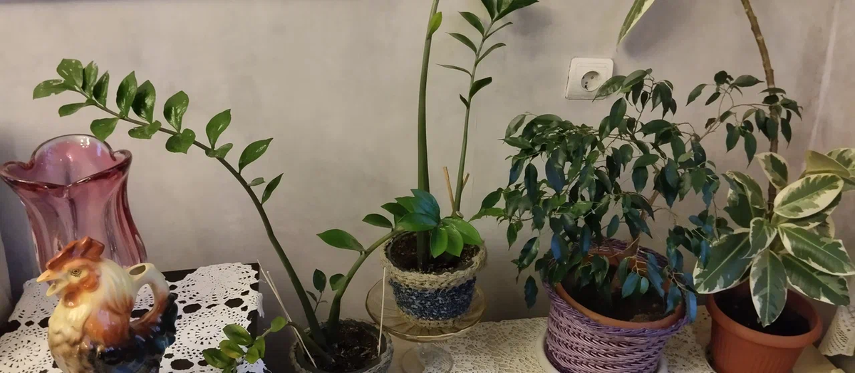 Цветы помыты, политы и удобрены