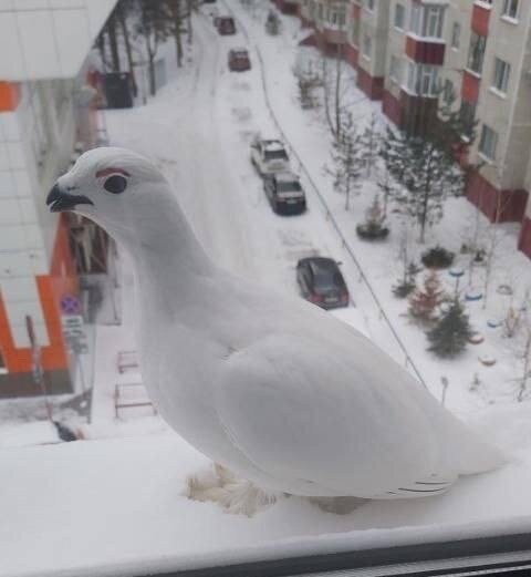    В Сургуте по улицам прогуливаются куропатки