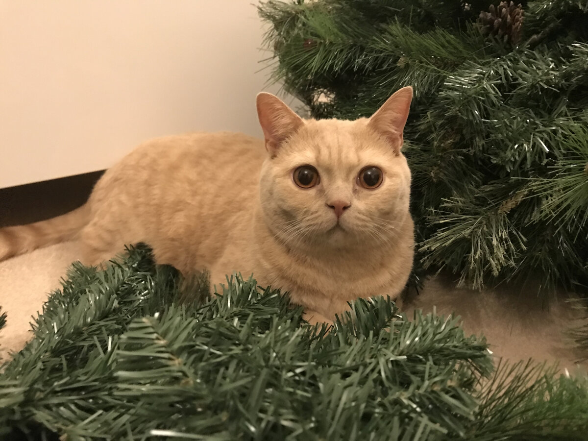 Скоро Новый год!