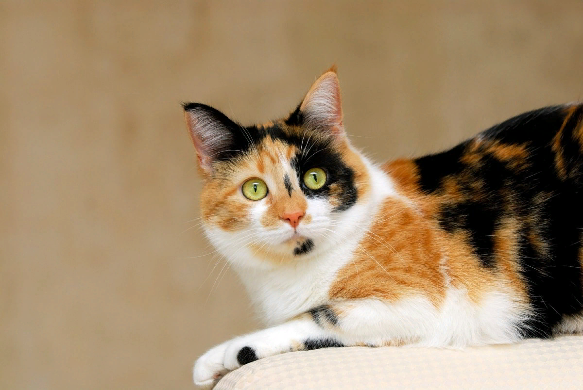 Известно что трехшерстные кошки. Сибирская кошка трехцветная короткошерстная. Черепаховая Сибирская Калико. Кошка породы Калико. Черепаховая кошка Калико.