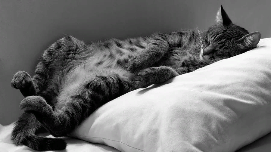 Замечательный лежать. Спящий кот. Кровать для кошки. Кот в кровати