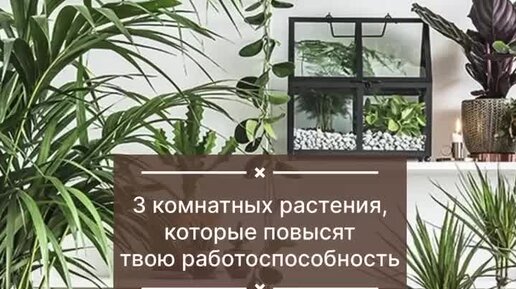 Московский технологический институт | МТИ | 💚 Комнатные растения ...