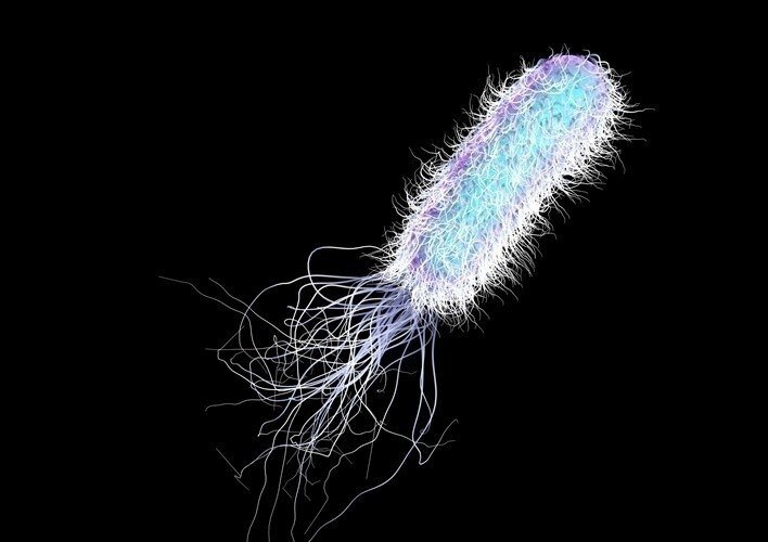 Pseudomonas aeruginosa