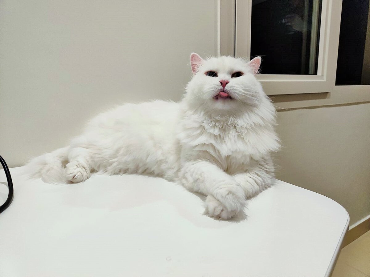 Самбус всем тем, кто не любит кошек (фото из личного архива)