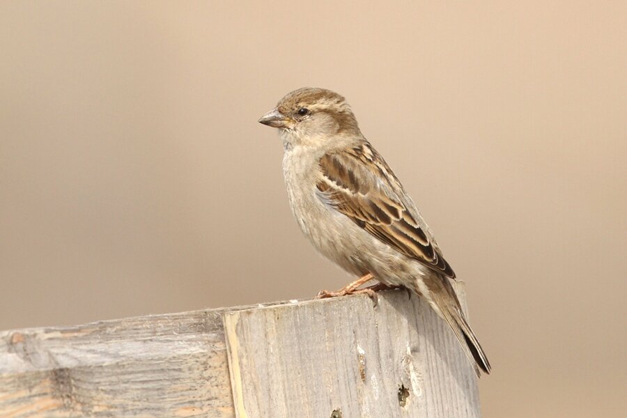 Фото 2. Самка.