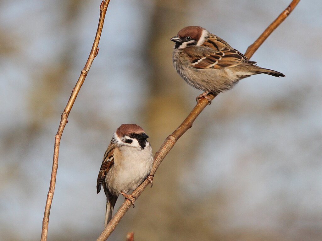 Фото 3. Полевой воробей.